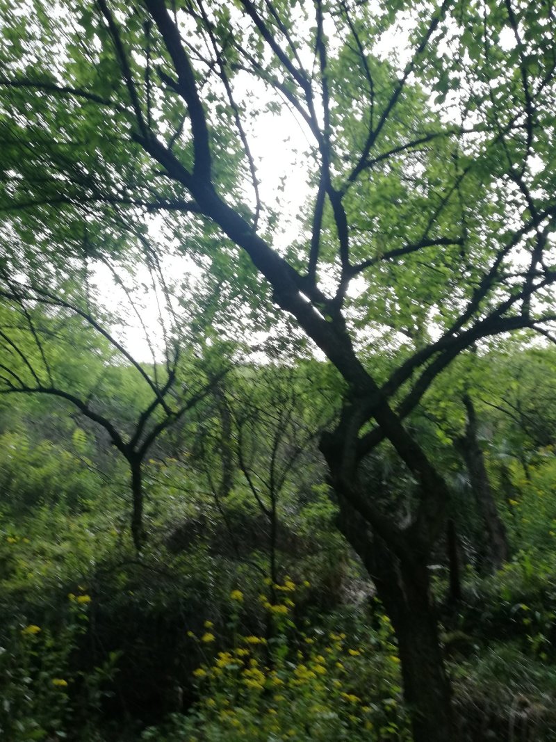 梅花树，各种规格