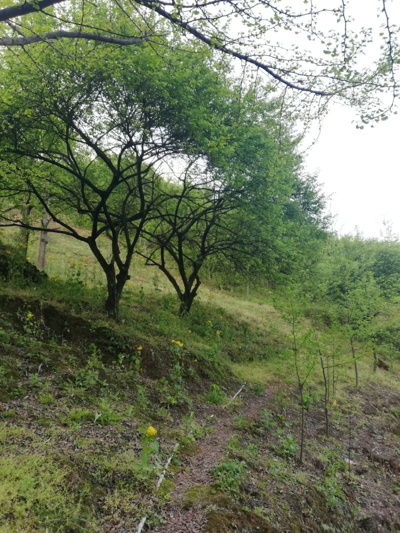 梅花树，各种规格