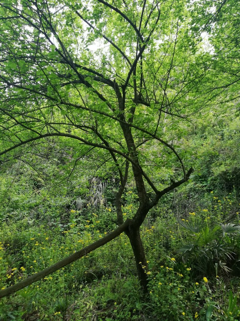 梅花树，各种规格