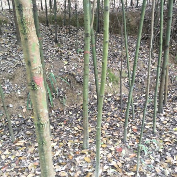 出售大叶女贞，香樟，栾树
