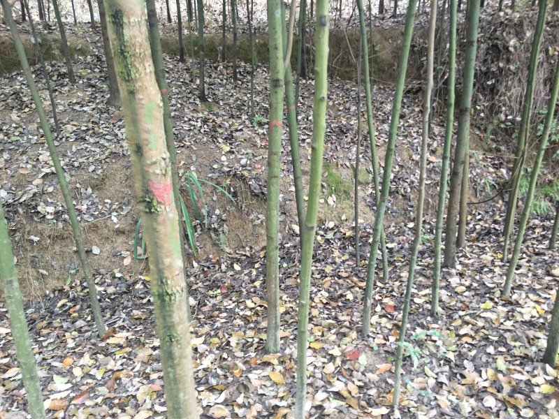 出售大叶女贞，香樟，栾树
