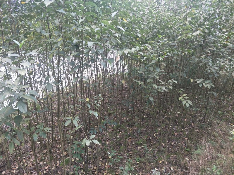 出售大叶女贞，香樟，栾树
