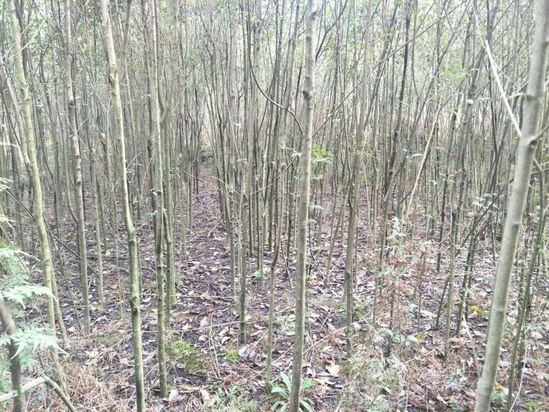 出售大叶女贞，香樟，栾树