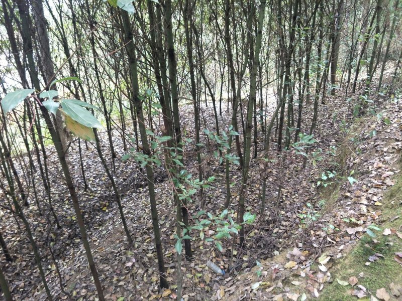 出售大叶女贞，香樟，栾树
