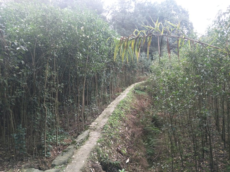出售大叶女贞，香樟，栾树