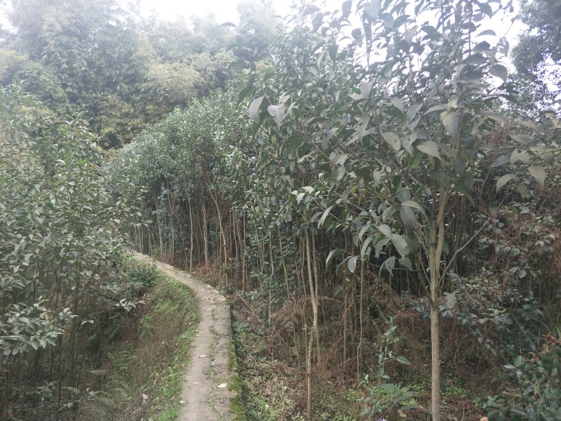 出售大叶女贞，香樟，栾树