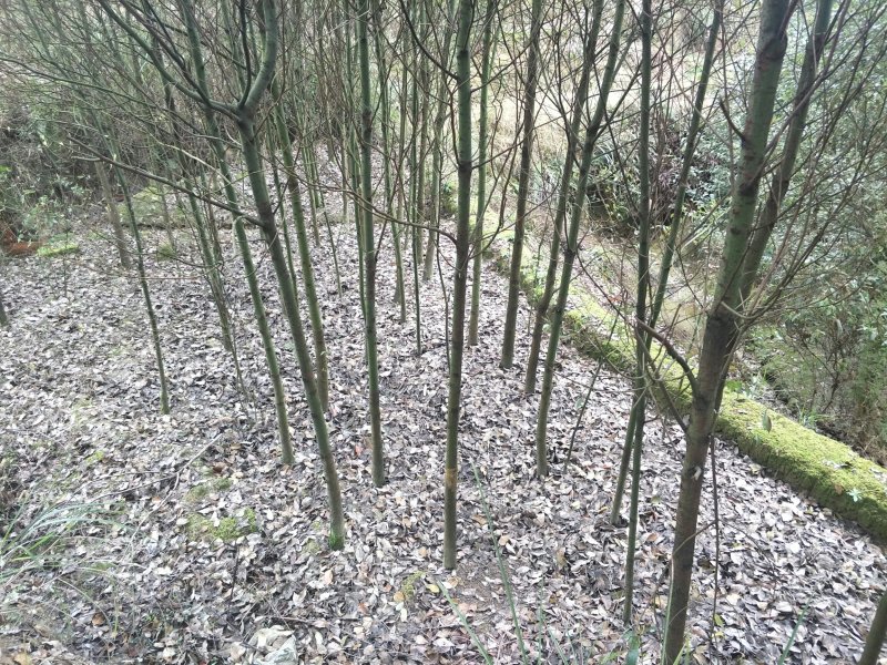 出售大叶女贞，香樟，栾树
