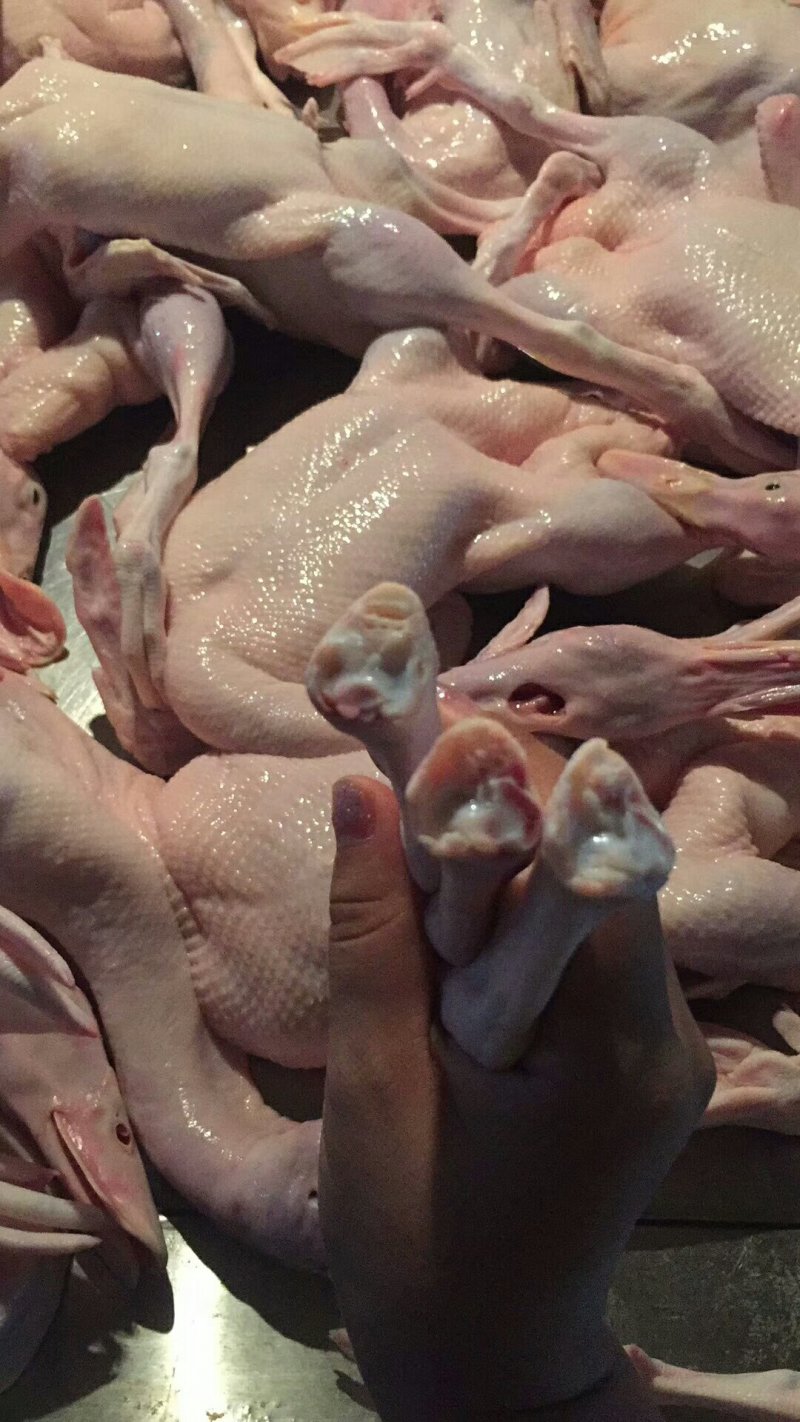 白条鸭，