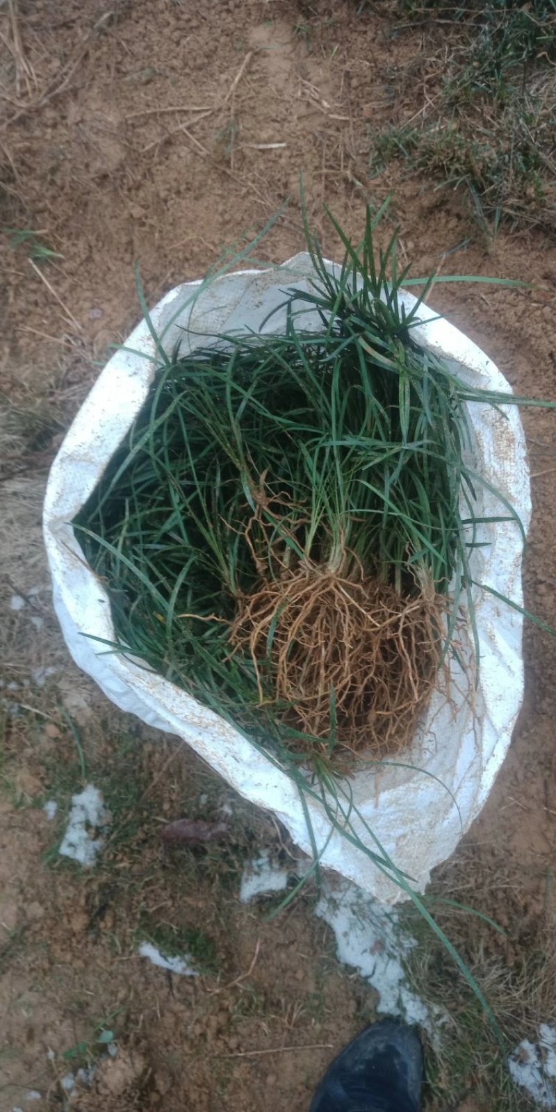 沙土小叶麦冬苗基地直发