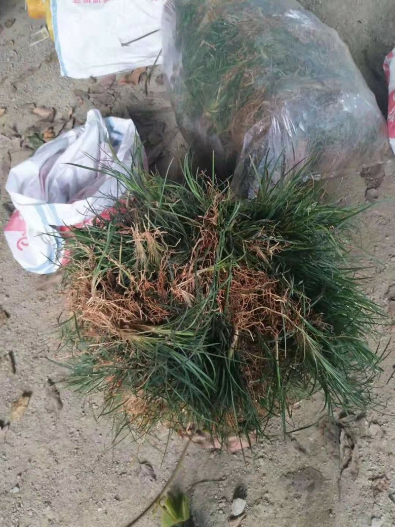 沙土小叶麦冬苗基地直发