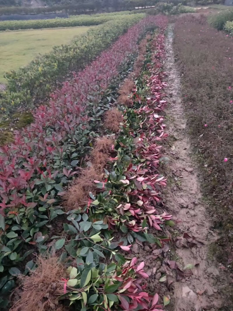 红叶石楠小苗基地直发