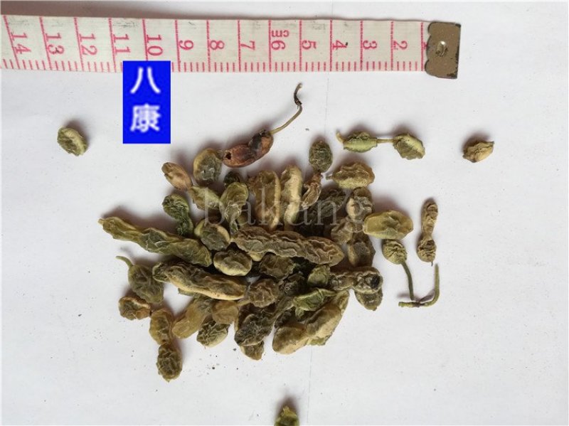 槐角统货批发零售品种齐全