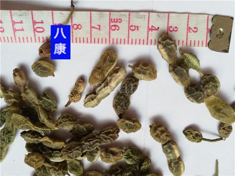 槐角统货批发零售品种齐全