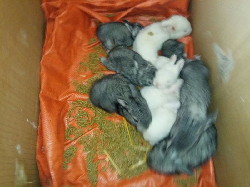 庭院里的财富养殖杂交野兔，公羊兔，肉兔投资少，效益高