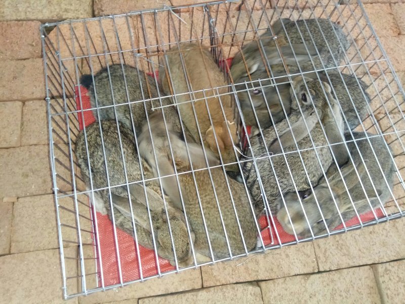 庭院里的财富养殖杂交野兔，公羊兔，肉兔投资少，效益高