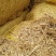柔丝3～5公分稻草牛羊饲料防砂治土稻草