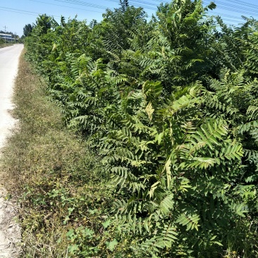 大棚香椿树占地香椿树各种规格，价格优惠2CM以上