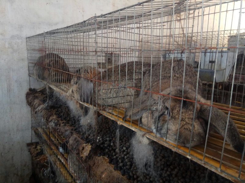 纯种公羊兔巨型肉兔，宠物兔，花巨兔，彩獭兔