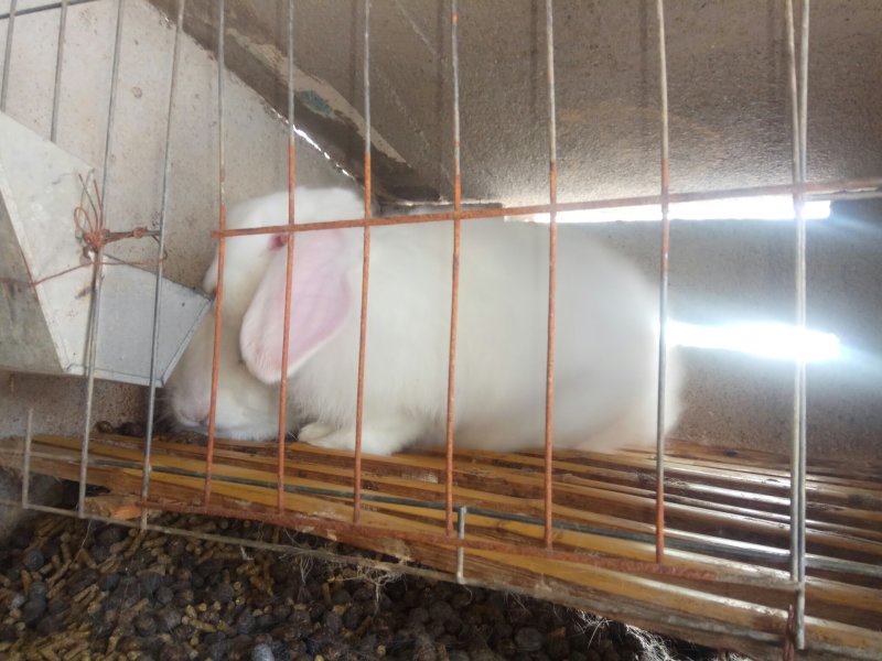 纯种公羊兔巨型肉兔，宠物兔，花巨兔，彩獭兔