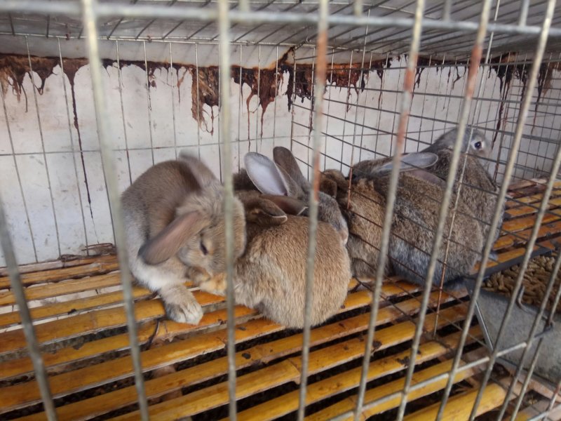 纯种公羊兔巨型肉兔，宠物兔，花巨兔，彩獭兔