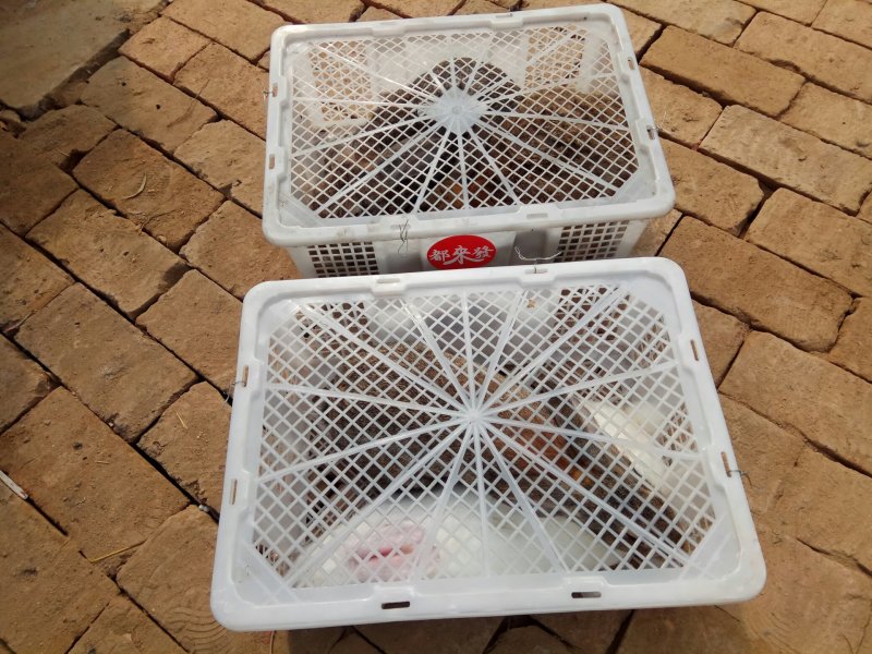 纯种公羊兔巨型肉兔，宠物兔，花巨兔，彩獭兔