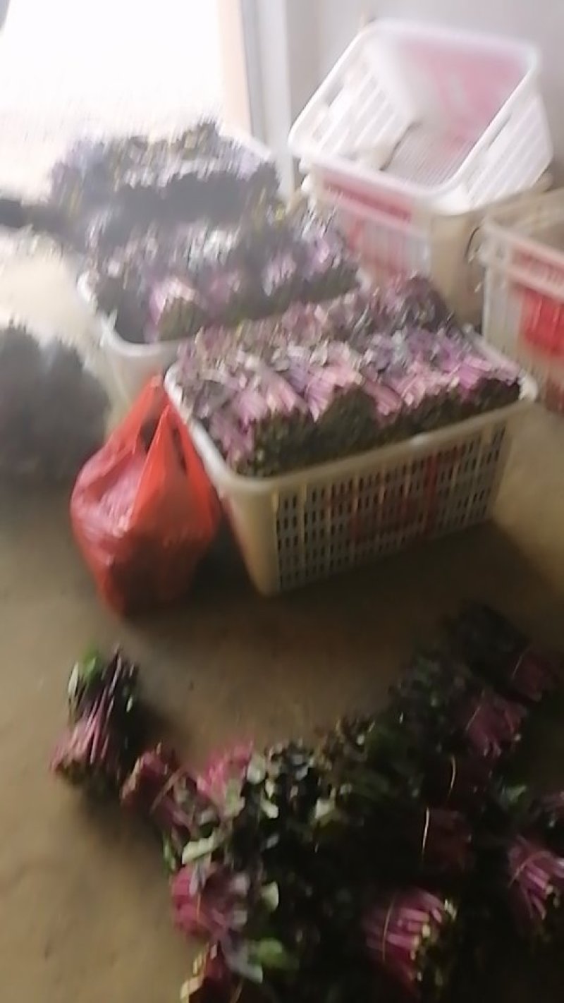 红菜苔