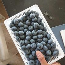 青岛蓝莓鲜果，奥尼尔，薄雾，绿宝石，莱克西，保质保量