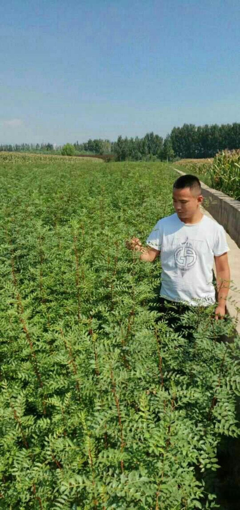 【放心苗】占地花椒树苗，各种规格价格优惠免费支持技术指导