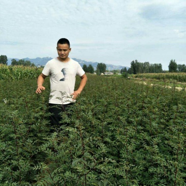 【放心苗】占地花椒树苗，各种规格价格优惠免费支持技术指导