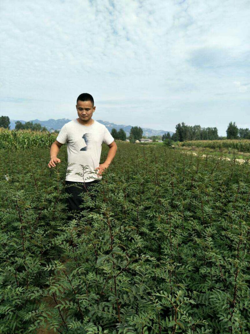 【放心苗】占地花椒树苗，各种规格价格优惠免费支持技术指导