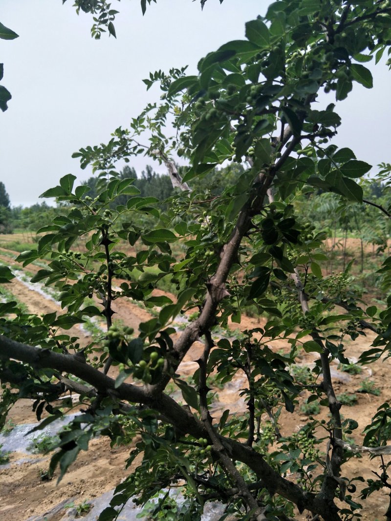 【放心苗】占地花椒树苗，各种规格价格优惠免费支持技术指导
