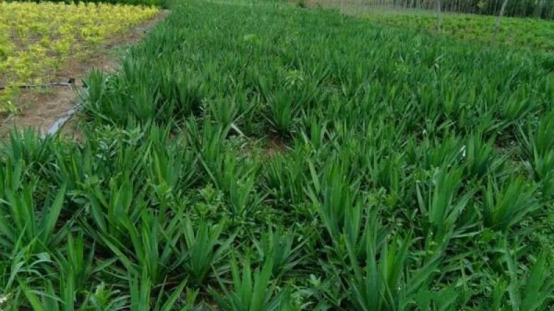 剑麻小苗，采用分株繁殖，具有根系发达，植株健康