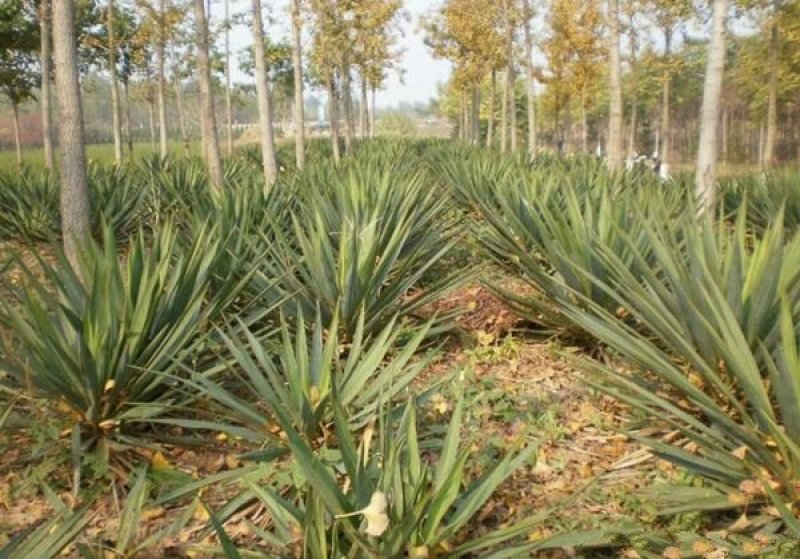 剑麻小苗，采用分株繁殖，具有根系发达，植株健康