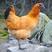 鸡苗孵化厂供应优良土鸡批发出售红冠乌皮土鸡苗