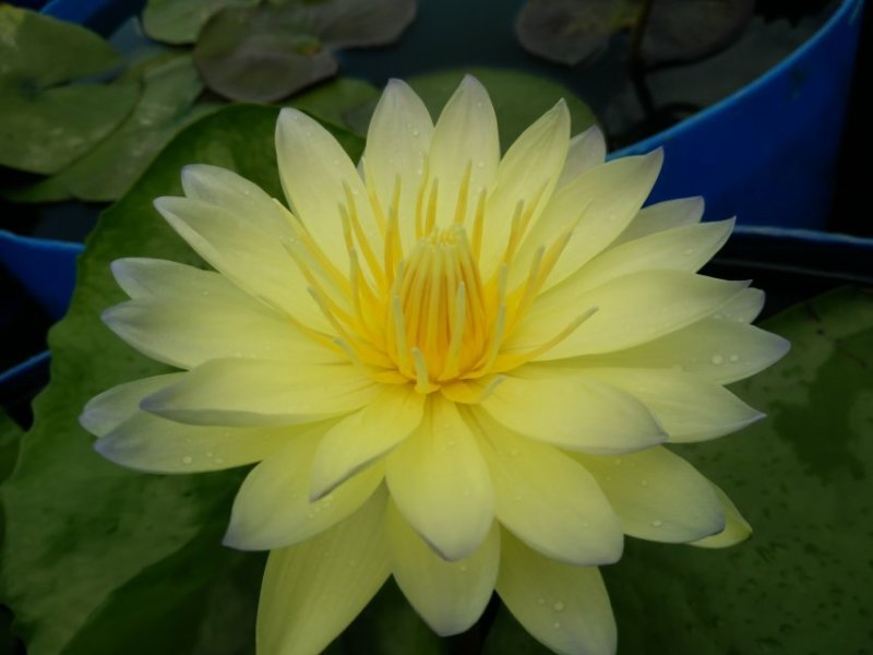 庭院池塘水池鱼缸水生睡莲水培植物水养四季大睡莲根块荷花