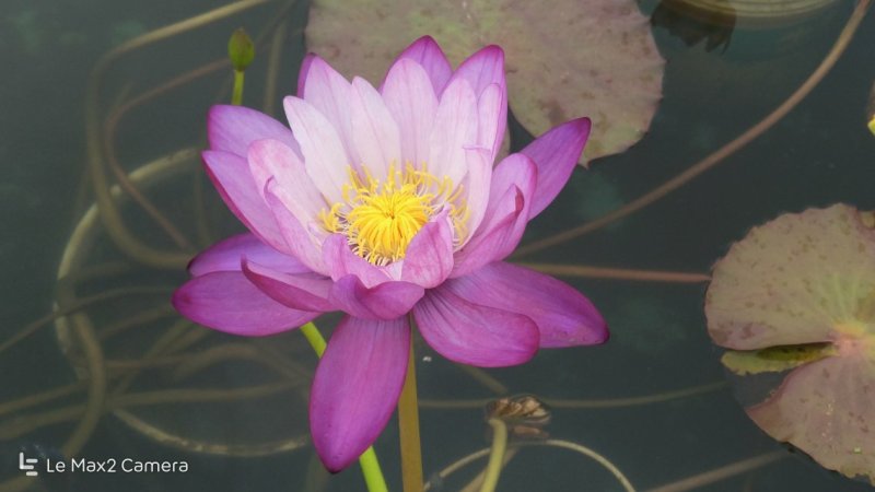 庭院池塘水池鱼缸水生睡莲水培植物水养四季大睡莲根块荷花