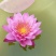 庭院池塘水池鱼缸水生睡莲水培植物水养四季大睡莲根块荷花