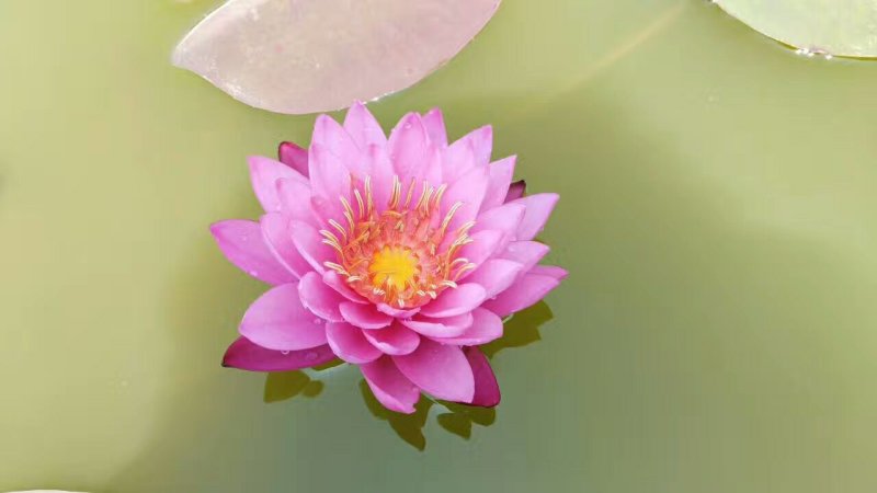 庭院池塘水池鱼缸水生睡莲水培植物水养四季大睡莲根块荷花