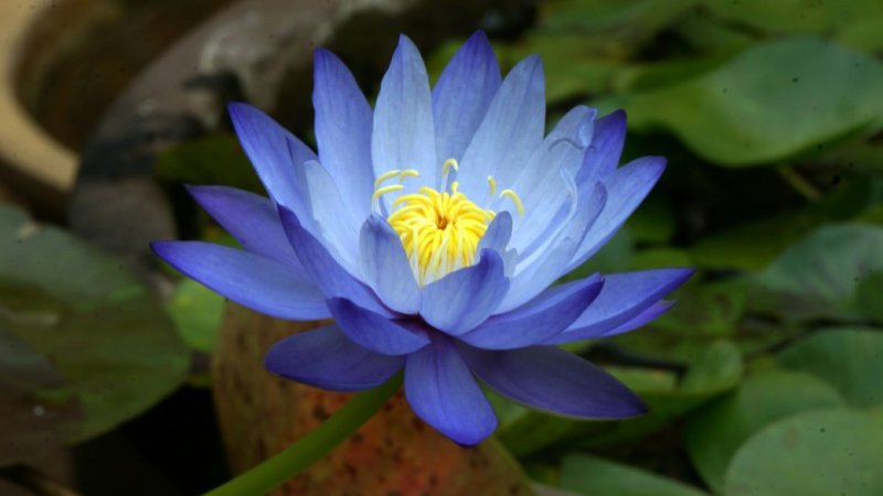 庭院池塘水池鱼缸水生睡莲水培植物水养四季大睡莲根块荷花