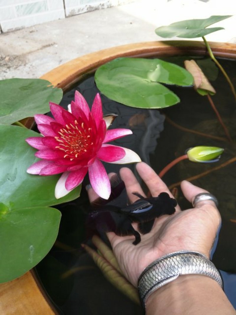 庭院池塘水池鱼缸水生睡莲水培植物水养四季大睡莲根块荷花