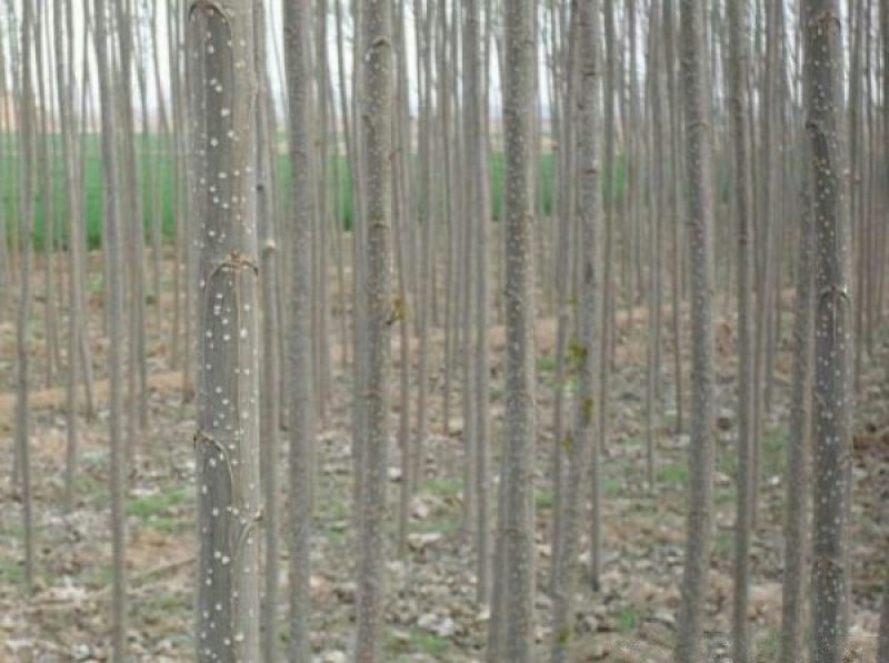 常年批发供应107杨树苗价格优惠苗圃大量出售