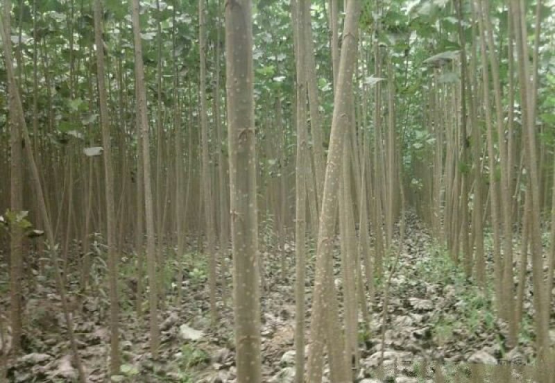 常年批发供应107杨树苗价格优惠苗圃大量出售