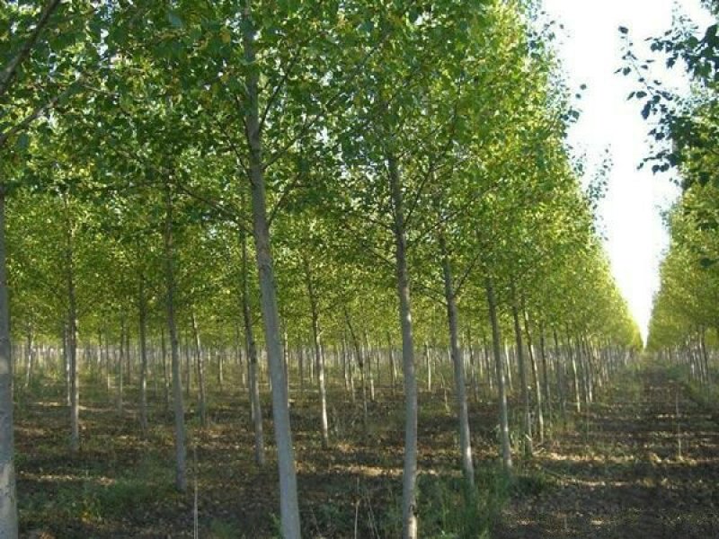 常年批发供应107杨树苗价格优惠苗圃大量出售