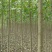 常年批发供应107杨树苗价格优惠苗圃大量出售