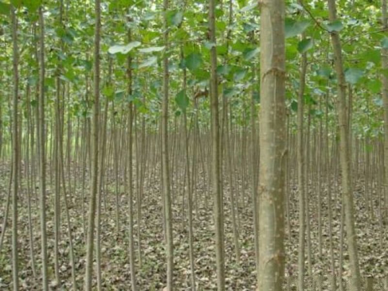 常年批发供应107杨树苗价格优惠苗圃大量出售