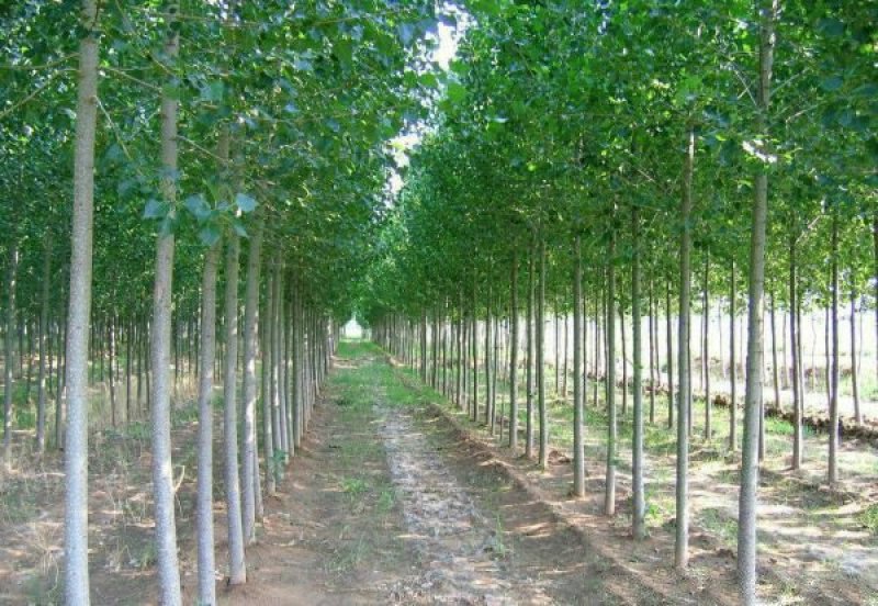 常年批发供应107杨树苗价格优惠苗圃大量出售