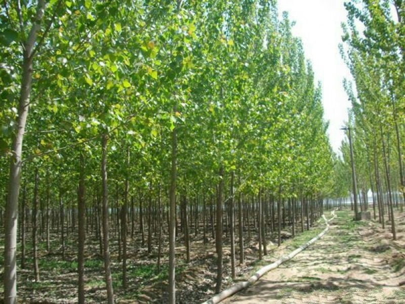 常年批发供应107杨树苗价格优惠苗圃大量出售