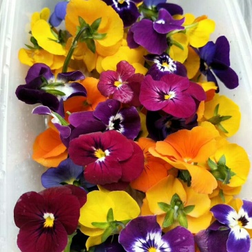 三色堇，三色花，山东野菜，特菜