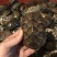 中华草龟苗