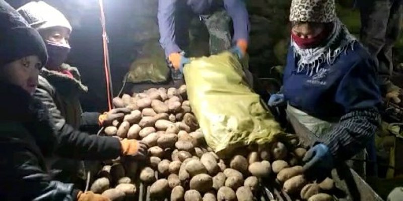 预售黑龙江讷河原一土豆种子